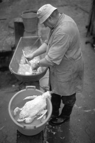 Farmer picking ducks in a tub, on a former Franconian farm, black and white, Bavaria, Germany
