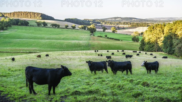 Bulls and Cows on Scottish Borders Farms, Scotland, UK