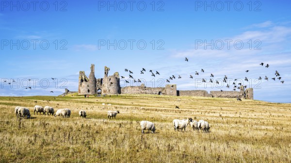 Sheeps around Ruins of Dunstanburgh Castle, Northumberland Coast, England, UK