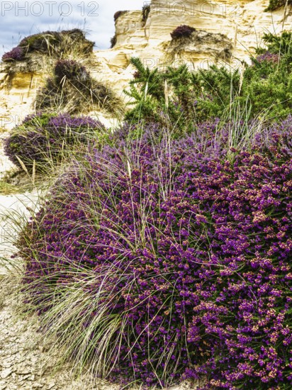 Moors over Hengistbury Head, Christchurch Head, English Channel, Dorset, England, United Kingdom