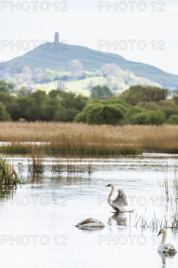 Mute Swan, Cygnus olor with Glastonbury Tor in background, Glastonbury, Somerset, England, United Kingdom