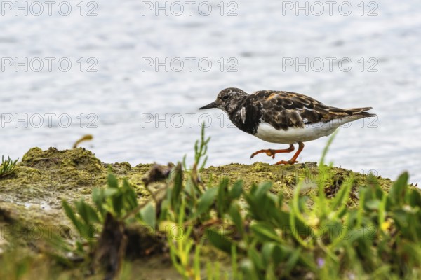 Ruddy Turnstone, Arenaria interpres, United Kingdom