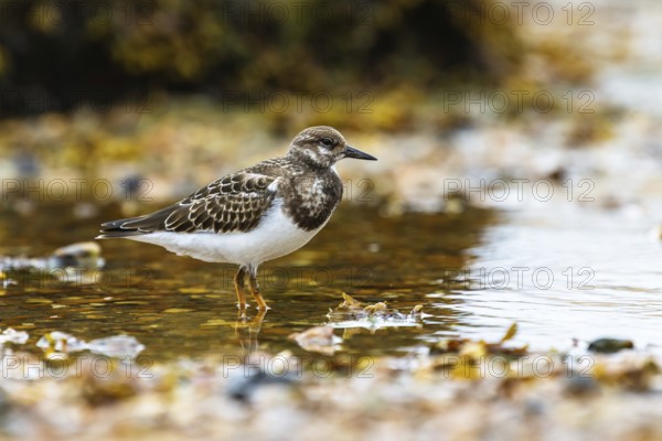 Ruddy Turnstone, Arenaria interpres