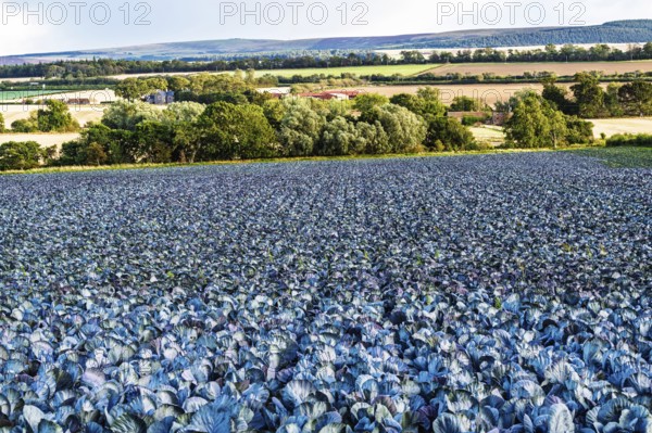 Red Cabbage on Scottish fields, Southeast Scotland, UK