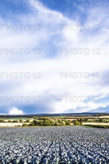 Red Cabbage on Scottish fields, Southeast Scotland, UK
