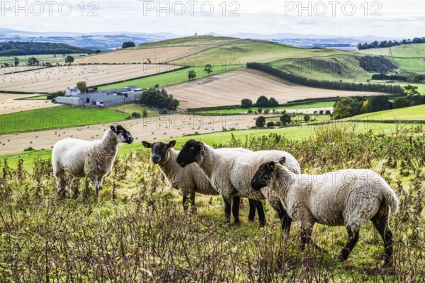 Sheeps, Scotish fields and farms, Southeast Scotland, UK