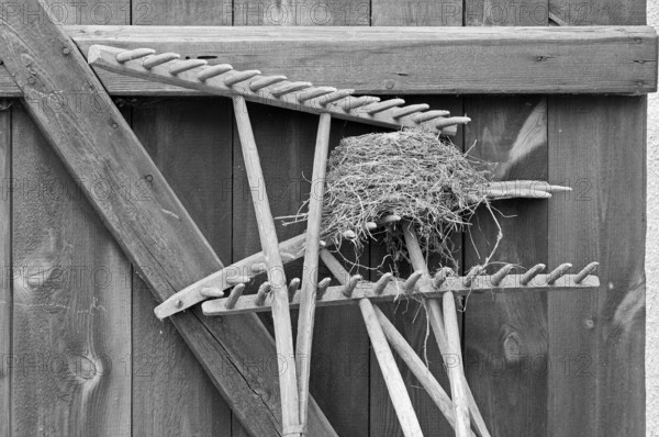 Blackbird nest on a hayrake at a stable door, on a former Franconian farm, black and white, Franconian farm, Bavaria, Germany