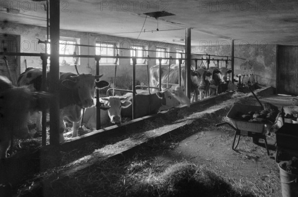 Dairy cows in a cowshed in tethering, on a former Franconian farm, black and white, Bavaria, Germany
