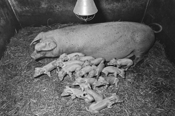 Mother sow with 15 piglets on straw, former Franconian farm, black and white, Bavaria, Germany