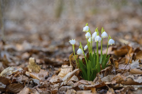 Spring snowflake (Leucojum vernum) in a beech forest, Münsterland, North Rhine-Westphalia, Germany