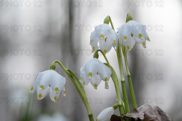 Spring-flowering spring geophytes in a beech forest, close-up of white spring snowflakes with blurred background, Münsterland, North Rhine-Westphalia, Germany