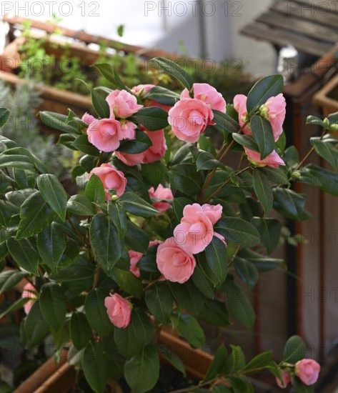 Camellia, Japanese camellia (Camellia japonica)