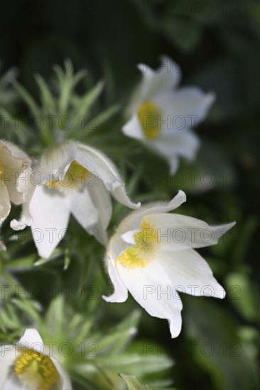 Pasque flower, Pasque flower, Pasque flower, Common pasque flower, Common pasque flower, Common pasque flower, Wolf's paw, Horsetail, Sleeping flower (Pulsatilla vulgaris)