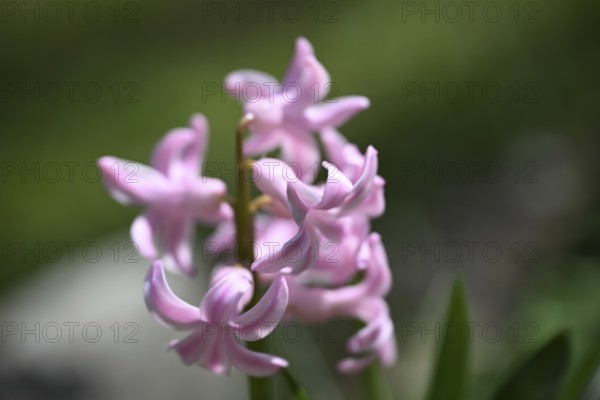 Garden hyacinth, common hyacinth, oriental hyacinth, true hyacinth (Hyacinthus orientalis)