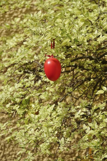 Still life with Easter egg in the garden on a tree, Germany