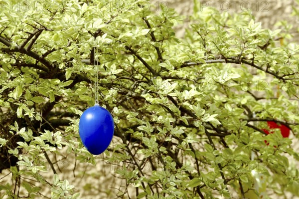 Still life with Easter eggs on a tree, Germany