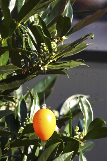 Still life with Easter eggs, Germany