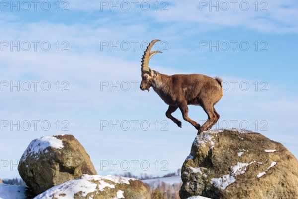 A male ibex (Capra ibex) jumps from rock to rock. Morning light against a blue sky with clouds. Carinthia, Austria