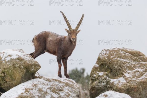 A male ibex (Capra ibex) stands on a rock in the snowstorm. A forest can be seen dimly in the background. Carinthia, Austria