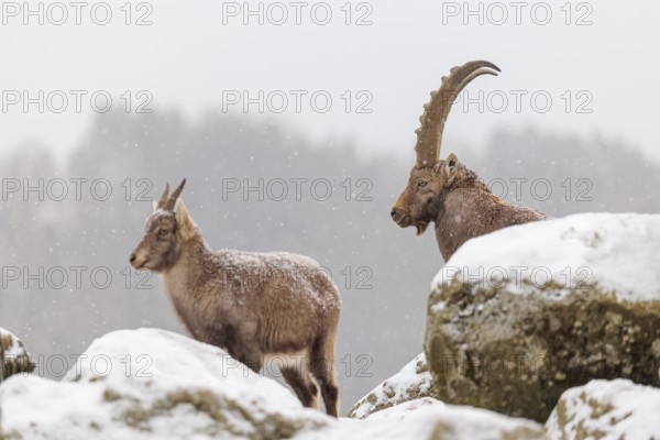 A male and a female ibex (Capra ibex) stand on a rock in the snowstorm. A forest can be seen dimly in the background. Carinthia, Austria