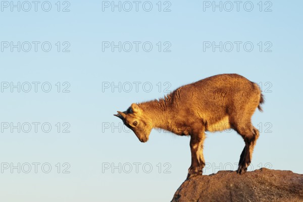 A young female ibex (Capra ibex) jumps from rock to rock. Morning light against a blue sky with clouds. Carinthia, Austria