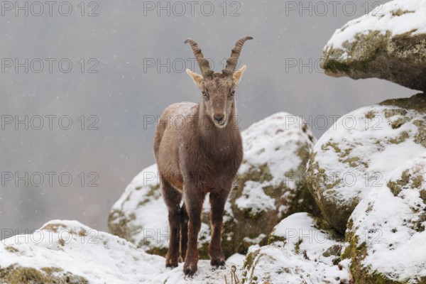 A female ibex (Capra ibex) stands between rocks in the snowstorm. A forest can be seen dimly in the background. Carinthia, Austria