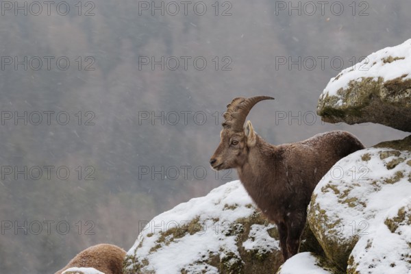 A young female ibex (Capra ibex) stands between rocks in the snowstorm. A forest can be seen dimly in the background. Carinthia, Austria
