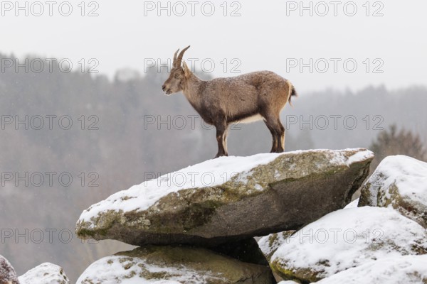 A female ibex (Capra ibex) stands on a rock in the snowstorm. A forest can be seen dimly in the background. Carinthia, Austria