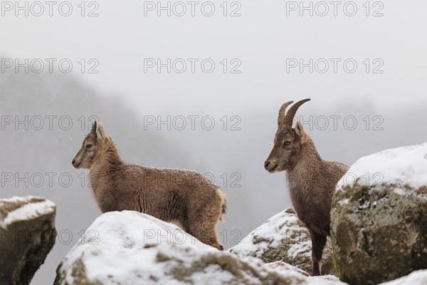 A female and a young ibex (Capra ibex) stand between rocks in the snowstorm. A forest can be seen dimly in the background. Carinthia, Austria