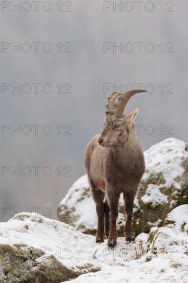 A female ibex (Capra ibex) stands between rocks in the snowstorm. A forest can be seen dimly in the background. Carinthia, Austria