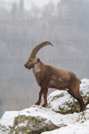 A male ibex (Capra ibex) stands on a rock in the snowstorm. A forest can be seen dimly in the background. Carinthia, Austria