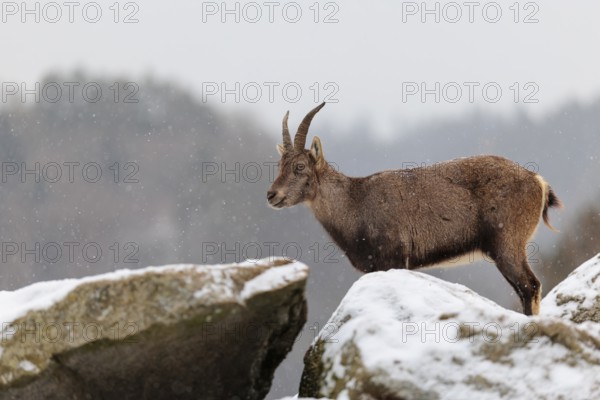 A young female ibex (Capra ibex) stands on a rock in the snowstorm. A forest can be seen dimly in the background. Carinthia, Austria