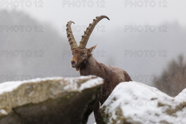 A male ibex (Capra ibex) stands between rocks in the snowstorm. A forest can be seen dimly in the background. Carinthia, Austria