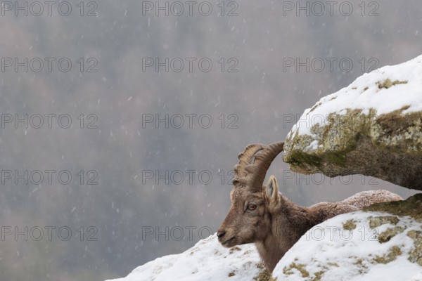 A young female ibex (Capra ibex) rests between rocks in the snowstorm. A forest can be seen dimly in the background. Carinthia, Austria