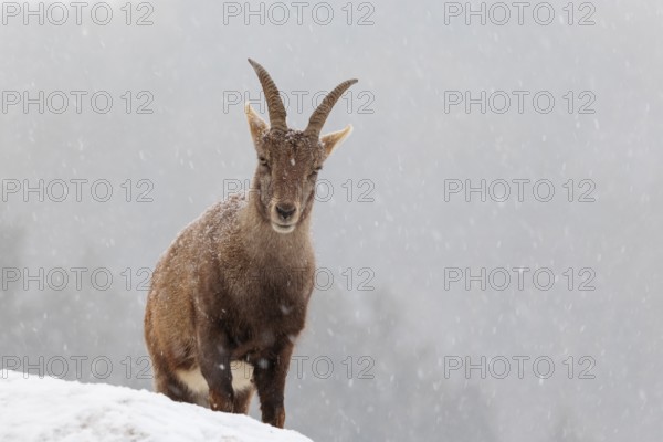 A female ibex (Capra ibex) stands on a rock in the snowstorm. A forest can be seen dimly in the background. Carinthia, Austria