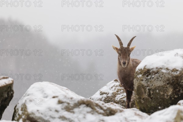 A female ibex (Capra ibex) stands between rocks in the snowstorm. A forest can be seen dimly in the background. Carinthia, Austria