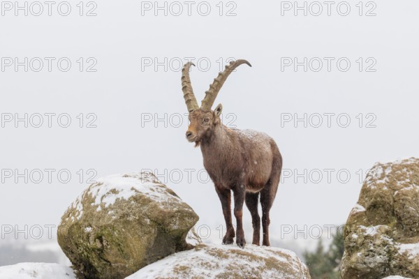 A male ibex (Capra ibex) stands on a rock in the snowstorm. A forest can be seen dimly in the background. Carinthia, Austria