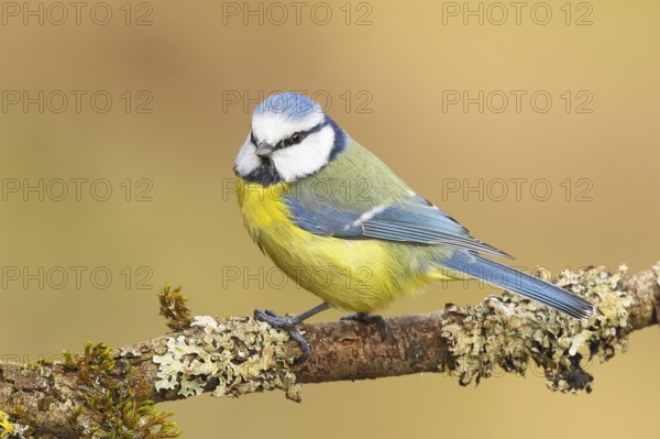 Blue tit (Parus caeruleus), sitting on a branch overgrown with moss and lichen, Wildlife, Animals, Birds, Tits, Siegerland, North Rhine-Westphalia, Germany