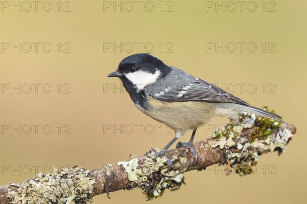 Fir tit (Periparus ater), sitting on a branch overgrown with moss and lichen, Wildlife, Animals, Birds, Tits, Siegerland, North Rhine-Westphalia, Germany