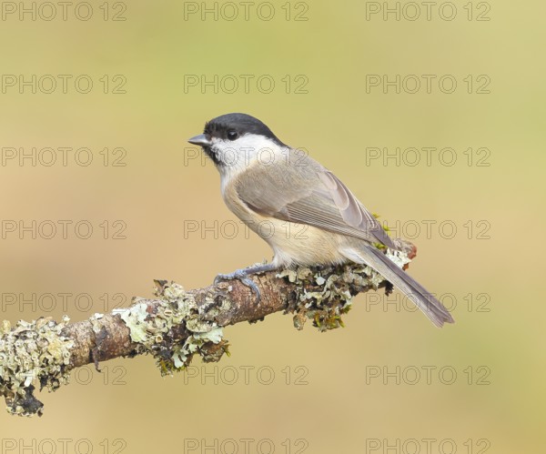 Marsh tit (Parus palustris), sitting on a branch overgrown with moss and lichen, Wildlife, Animals, Birds, Tits, Siegerland, North Rhine-Westphalia, Germany