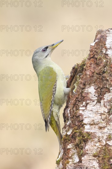Grey-headed woodpecker (Picus canus), or lesser spotted woodpecker, female on a birch tree, wildlife, woodpeckers, bird, nature photography, light background, snow, Neunkirchen, Siegerland, North Rhine-Westphalia, Germany