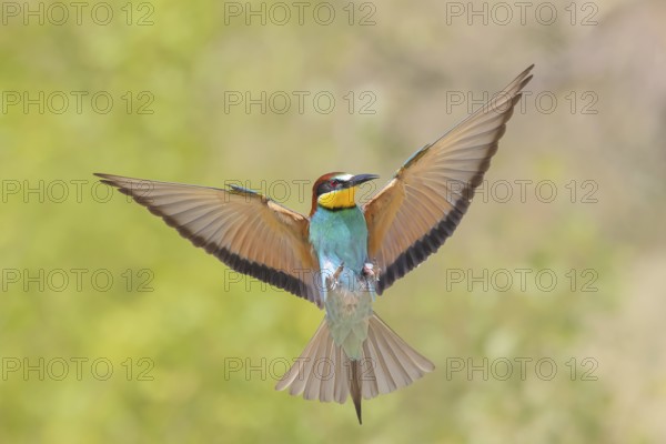 Bee-eater (Merops apiaster) approaching the breeding den.wildlife, mating, migratory bird, raptor, animals, birds, Lake Neusiedl National Park, Seewinkel, Burgenland, Austria