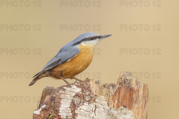 Nuthatch (Sitta europaea) sitting on a birch tree, wildlife, winter, nature photography, animals, birds, Siegerland, North Rhine-Westphalia, Germany