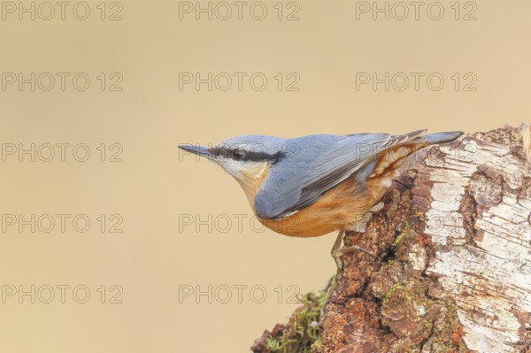 Nuthatch (Sitta europaea) hanging on a birch tree, Wildlife, Woodpeckers, Nature photography, Neunkirchen, Autumn, Siegerland, North Rhine-Westphalia, Germany