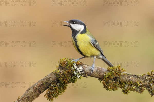 Great Tit (Parus major), sitting on a branch overgrown with moss and lichen, Wildlife, Animals, Birds, Tits, Siegerland, North Rhine-Westphalia, Germany