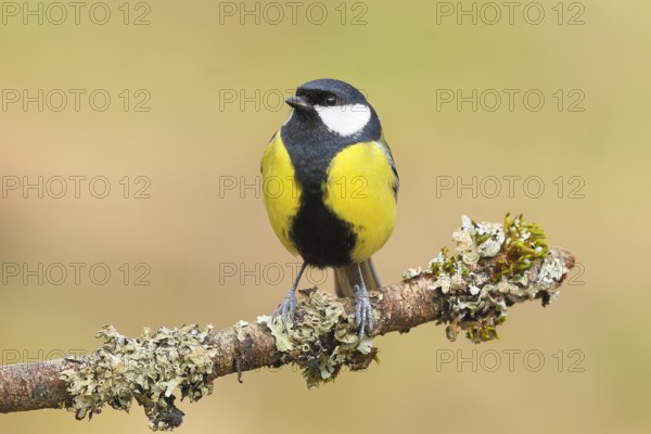 Great Tit (Parus major), male sitting on a branch overgrown with moss and lichen, Wildlife, Animals, Birds, Tits, Siegerland, North Rhine-Westphalia, Germany