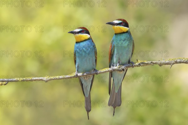 Bee-eater (Merops apiaster) pair sitting on a branch, male, female, breeding, courtship, migratory bird, raptors, animals, birds, Lake Neusiedl National Park, Seewinkel, Burgenland, Austria