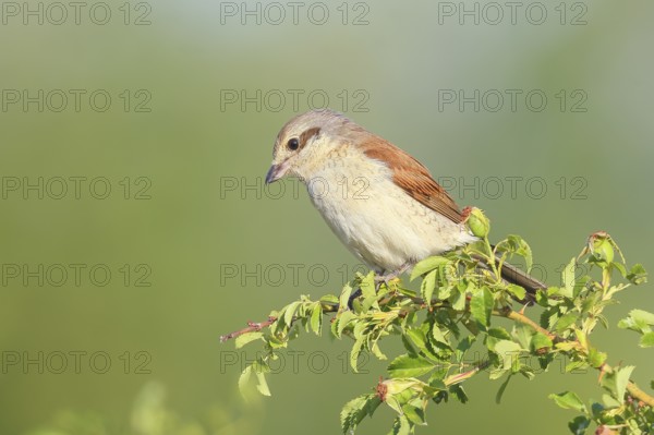 Red-backed shrike (Lanius collurio), female on rose hip bush (Rosa canina), looking for prey, wildlife, migratory bird, animals, birds, Ziggsee, Lake Neusiedl-Seewinkel National Park, Burgenland, Austria
