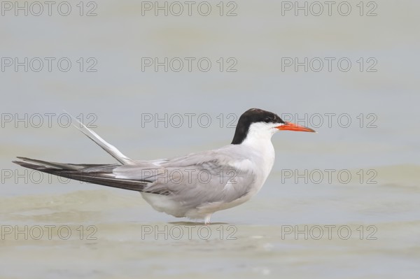 Common Tern (Sterna hirundo) standing in shallow water, terns, wildlife, nature photography, migratory bird, Apetlon, Lake Neusiedl, Burgenland, Austria