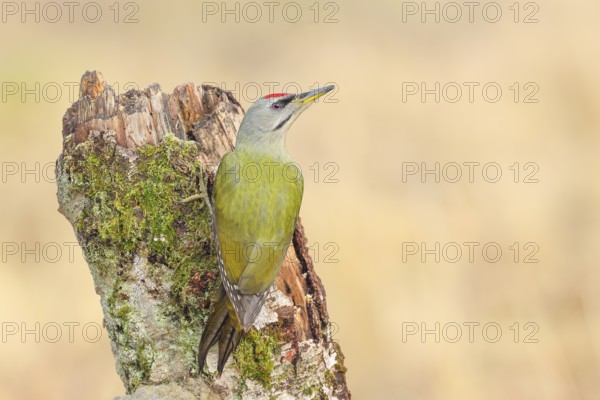 Grey-headed woodpecker (Picus canus), or great spotted woodpecker, male at a birch overgrown with moss, wildlife, woodpeckers, nature photography, Neunkirchen, autumn, Siegerland, North Rhine-Westphalia, Germany
